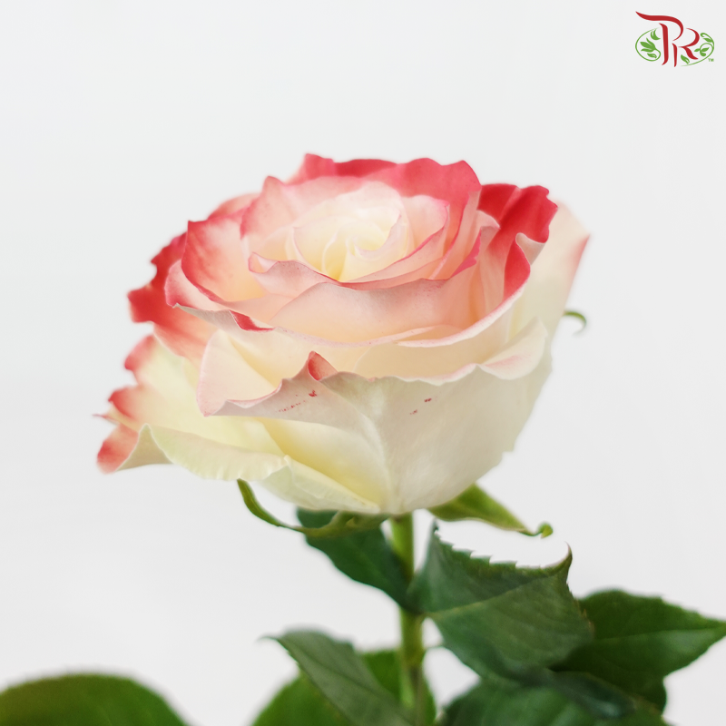 Star Rose - Valentine 16 (10 Stems)