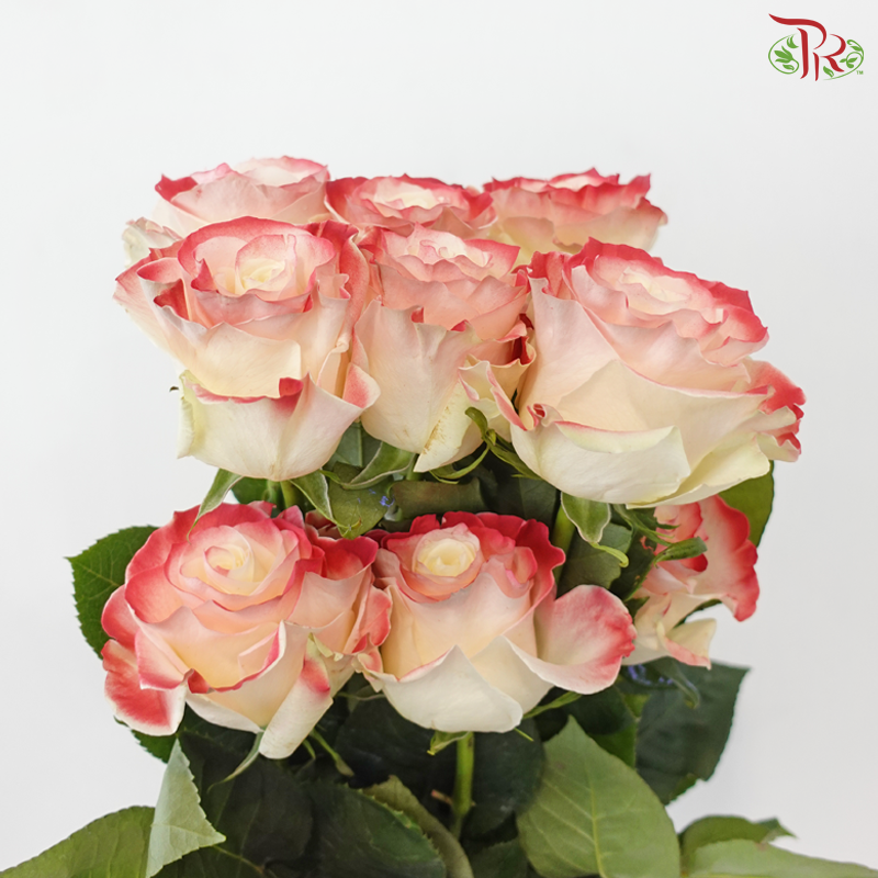Star Rose - Valentine 16 (10 Stems)