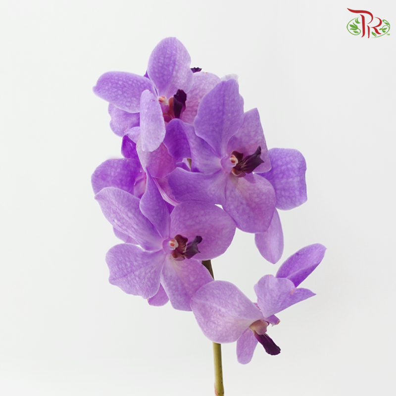 HW - Orchid Vanda Medium Purple (L) (Per Stem)