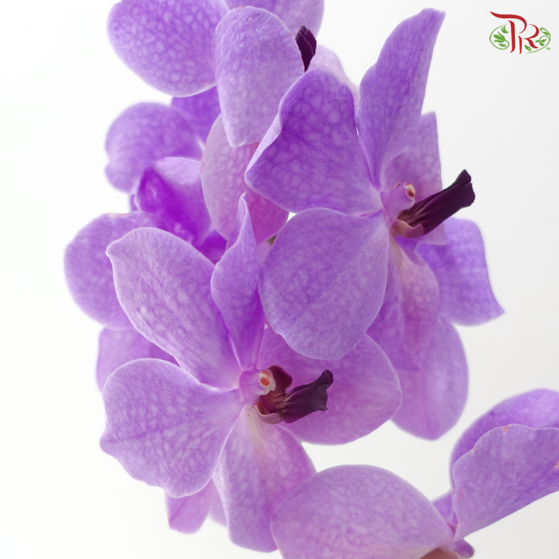 HW - Orchid Vanda Medium Purple (L) (Per Stem)