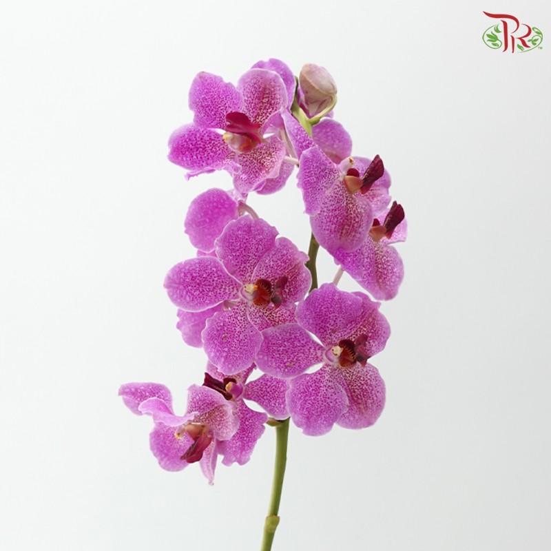 HW - Orchid Vanda Cherry Pink With Dots - M (Per Stem)