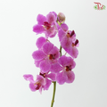 HW - Orchid Vanda Cherry Pink With Dots - M (Per Stem)