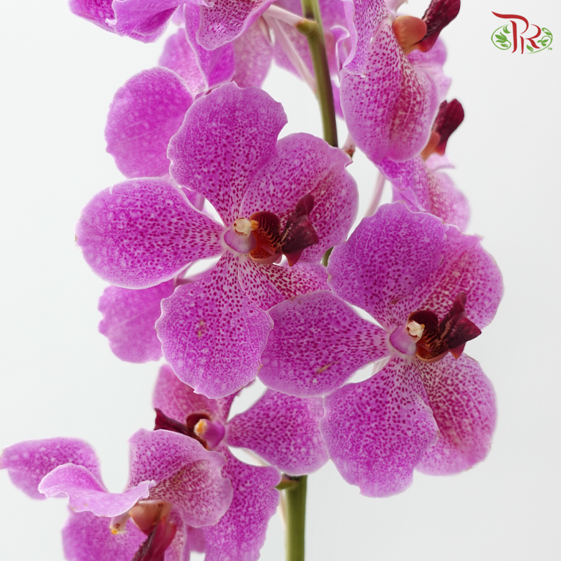HW - Orchid Vanda Cherry Pink With Dots - M (Per Stem)
