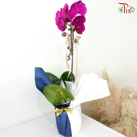 【V'DAY 2026】Orchid of Devotion (Random Choose Orchid Color)