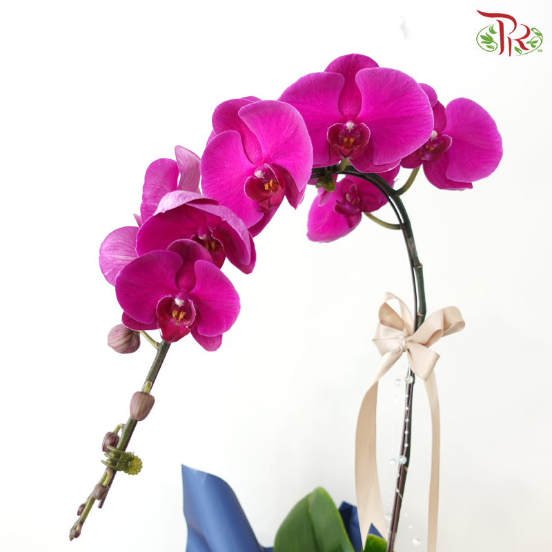 【V'DAY 2026】Orchid of Devotion (Random Choose Orchid Color)