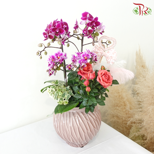 【V'DAY 2026】Velvet Love Blooms (Random Choose Orchid Color)