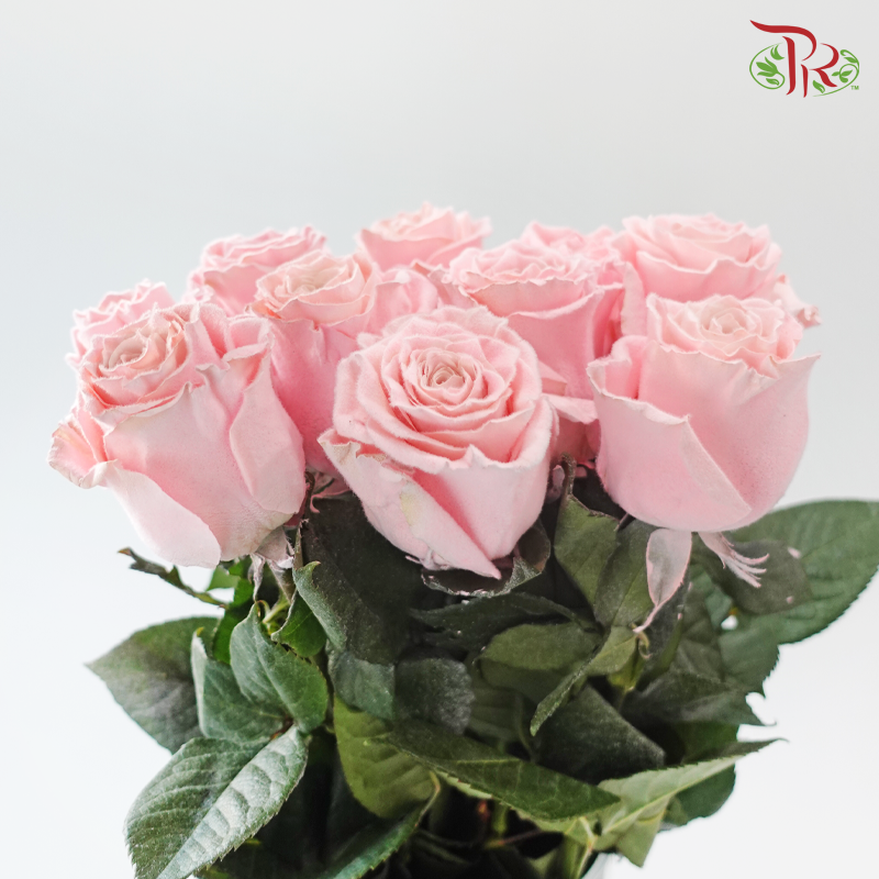 Ceres Rose - Velvet Rose Gold (10 Stems)