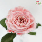 Ceres Rose - Velvet Rose Gold (10 Stems)