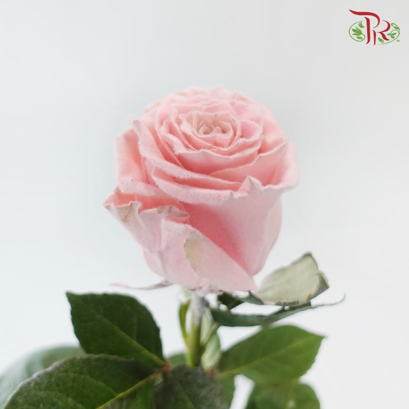 Ceres Rose - Velvet Rose Gold (10 Stems)