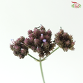 Verbena - (10 Stems)