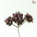 Verbena - (10 Stems)
