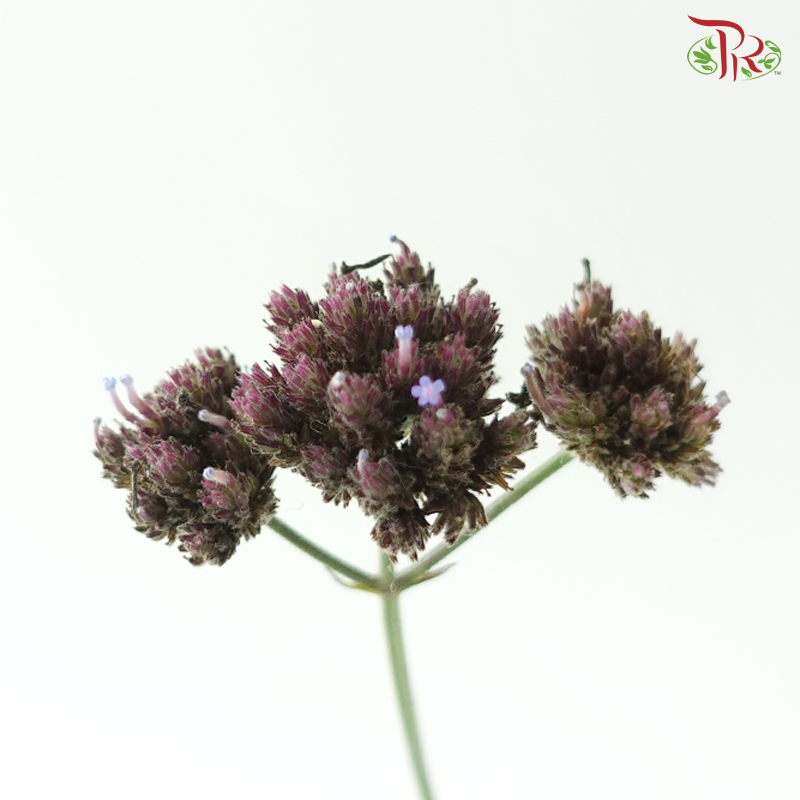 Verbena - (10 Stems)