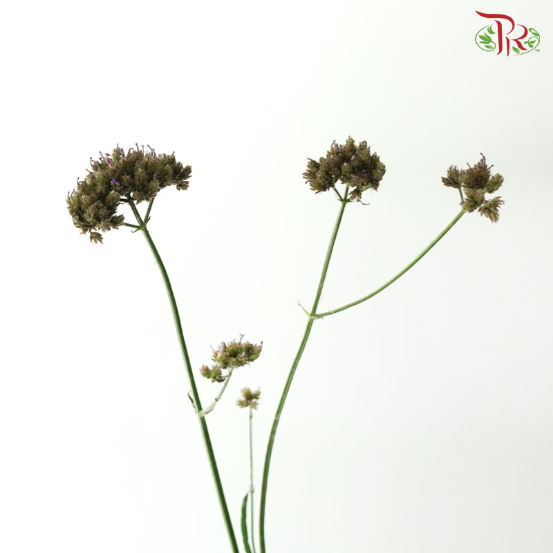 Verbena - (10 Stems)