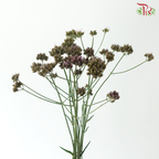 Verbena - (10 Stems)