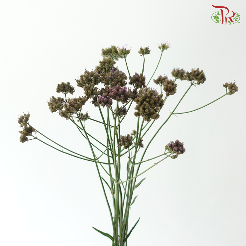 Verbena - (10 Stems)