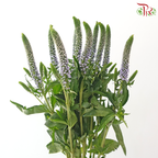Veronica - Light Purple (5 Stems)