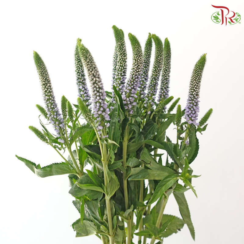 Veronica - Light Purple (5 Stems)