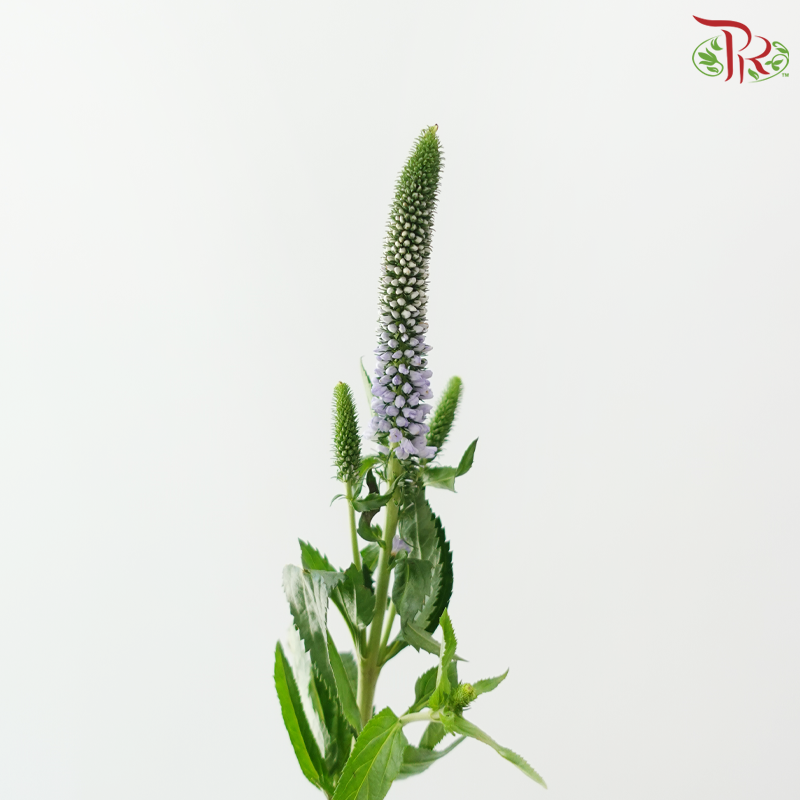 Veronica - Light Purple (5 Stems)