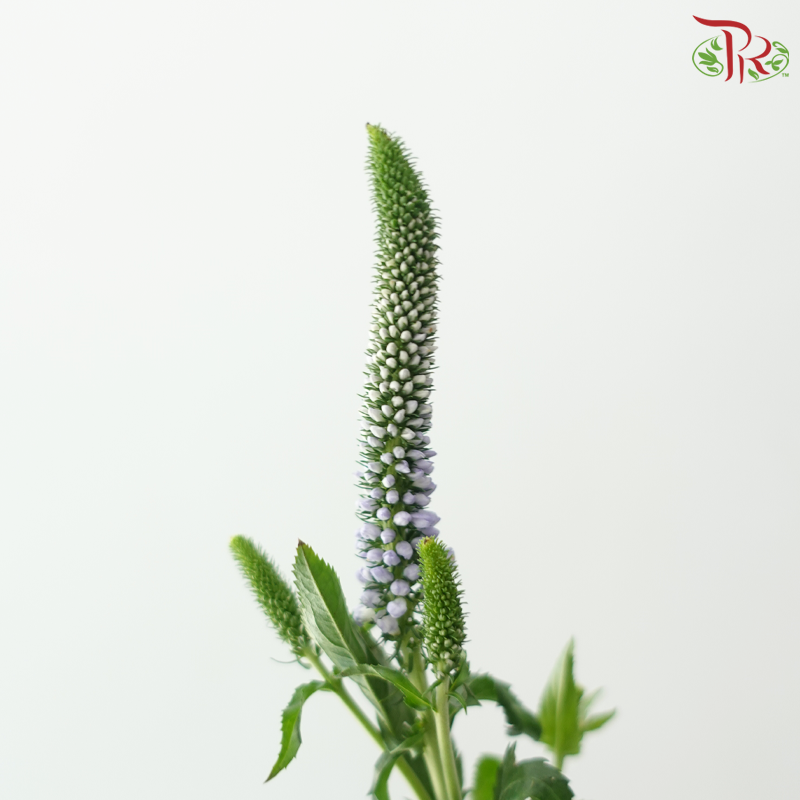 Veronica - Light Purple (5 Stems)