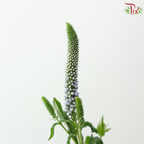 Veronica - Light Purple (5 Stems)