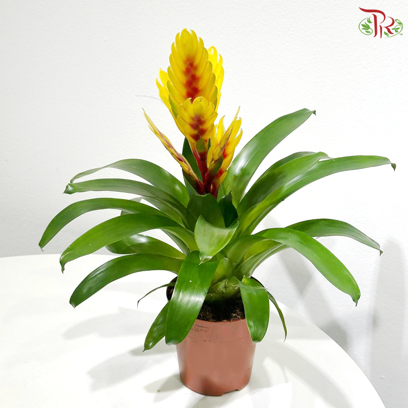 Vriesea Mix 《积水风梨》(Random Choose Colour)