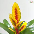 Vriesea Mix 《积水风梨》(Random Choose Color)