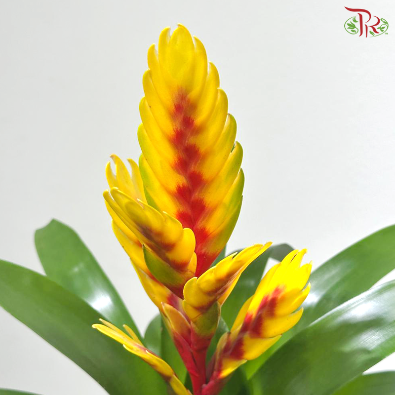 Vriesea Mix 《积水风梨》(Random Choose Color)