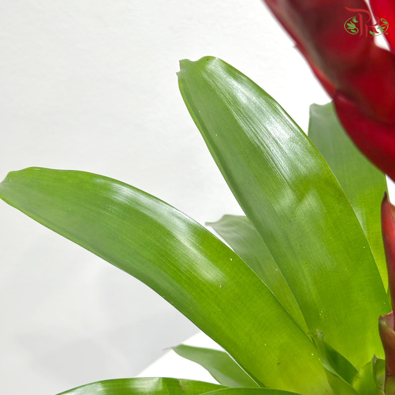 Vriesea Mix 《积水风梨》(Random Choose Color)