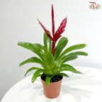 Vriesea Mix 《积水风梨》(Random Choose Color)