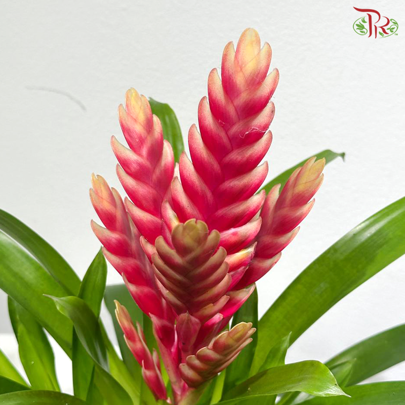 Vriesea Mix 《积水风梨》(Random Choose Color)