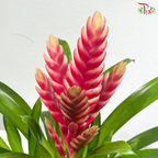 Vriesea Mix 《积水风梨》(Random Choose Color)