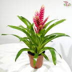 Vriesea Mix 《积水风梨》(Random Choose Color)