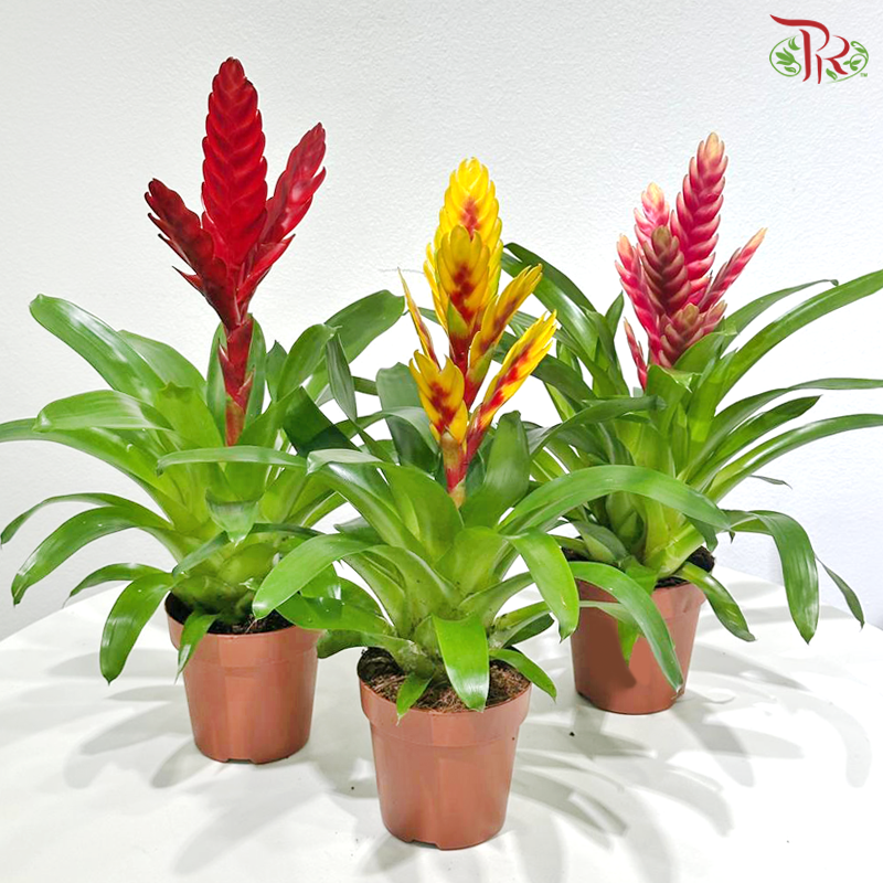 Vriesea Mix 《积水风梨》(Random Choose Color)