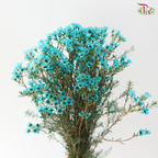 Wax Flower - Turquoise (Per Bunch)