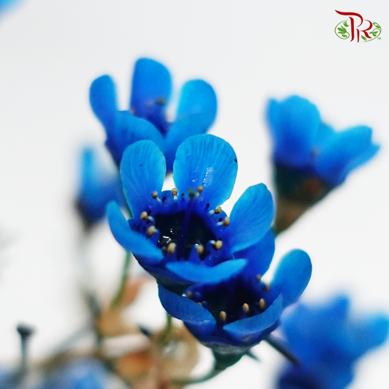 Wax Flower - Blue (Per Bunch)