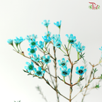 Wax Flower - Turquoise (Per Bunch)