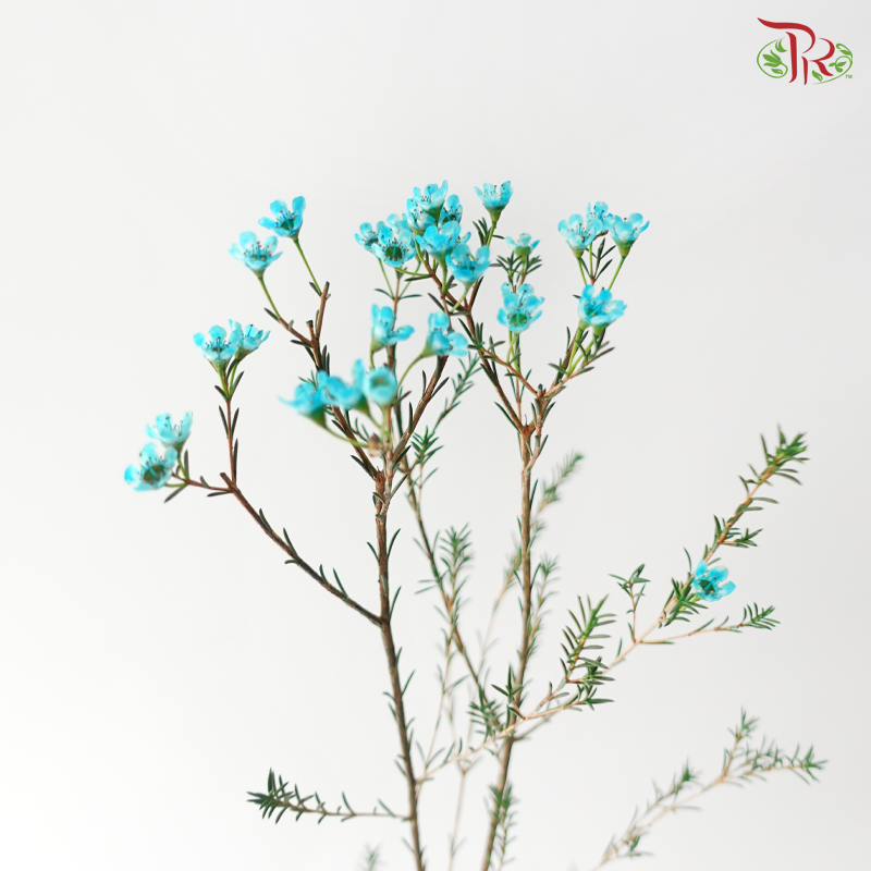 Wax Flower - Turquoise (Per Bunch)