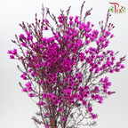 Wax Flower - Cherry Pink (Per Bunch)