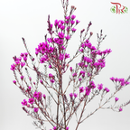 Wax Flower - Cherry Pink (Per Bunch)