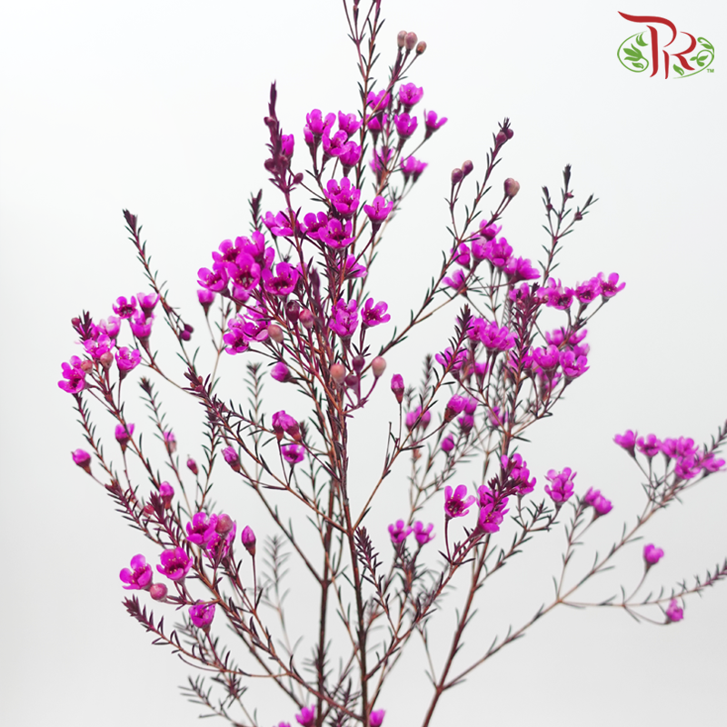 Wax Flower - Cherry Pink (Per Bunch)