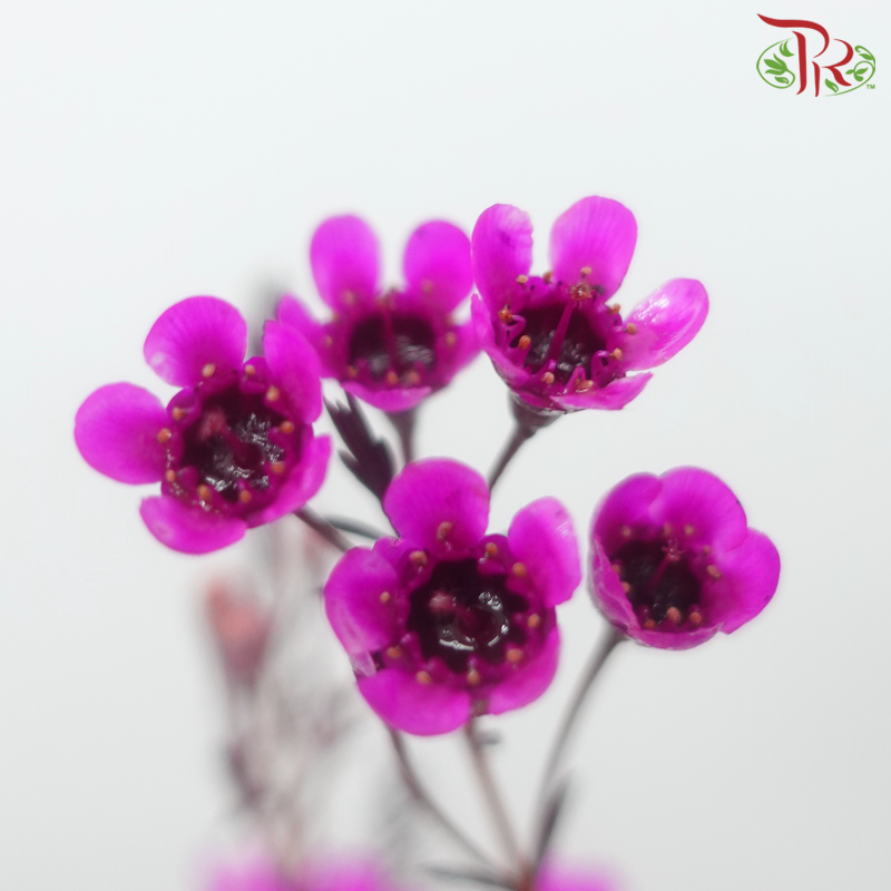 Wax Flower - Cherry Pink (Per Bunch)