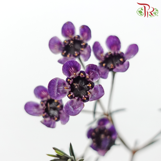 Wax Flower - Dark Purple (Per Bunch)