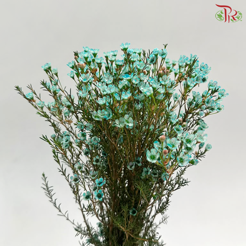 Wax Flower - Cyan Blue (Per Bunch)