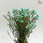 Wax Flower - Cyan Blue (Per Bunch)