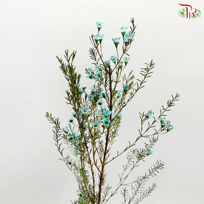 Wax Flower - Cyan Blue (Per Bunch)