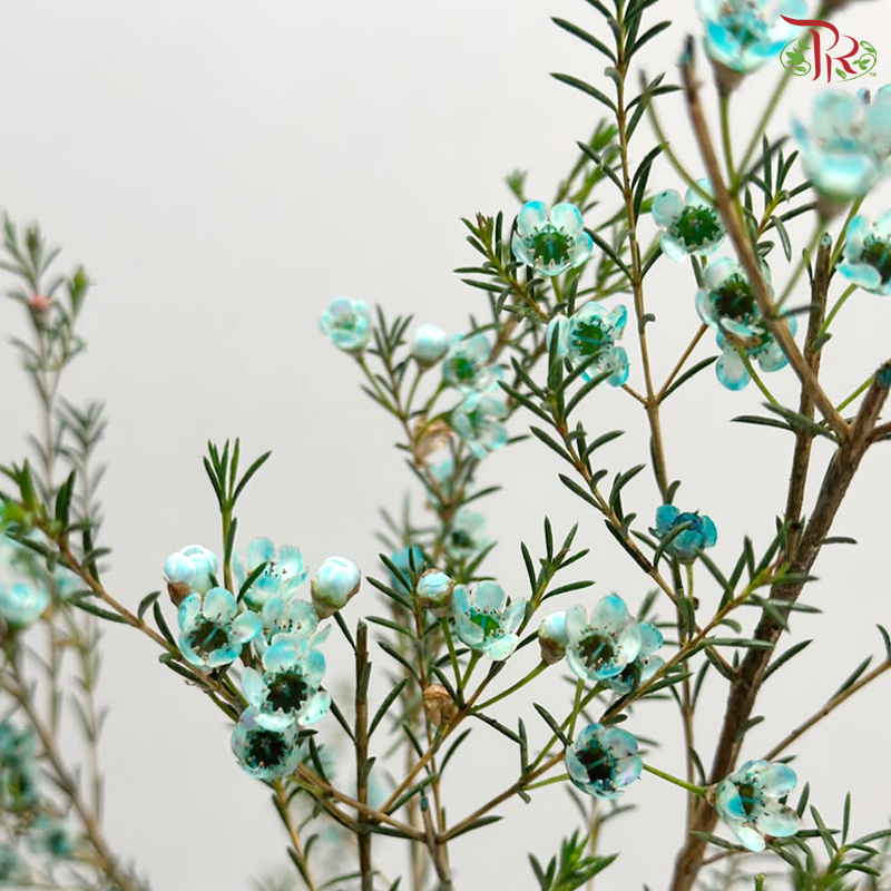 Wax Flower - Cyan Blue (Per Bunch)