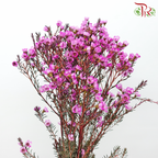 Wax Flower - Fuschia Pink (Per Bunch)