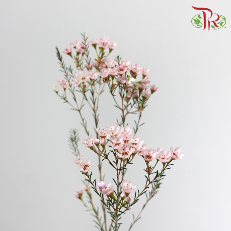Wax Flower - Soft Pink (Per Bunch)