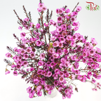 Wax Flower - Fuschia Pink (Per Bunch)