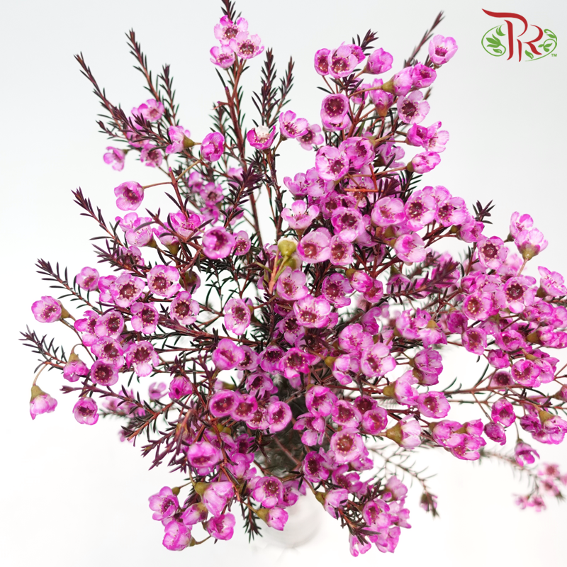 Wax Flower - Fuschia Pink (Per Bunch)